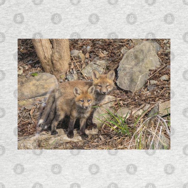 Red fox kit and his big brother by Jim Cumming